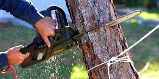 Reliable Macopin, NJ  Tree Services Solutions