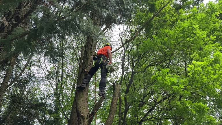 Best Lot and Land Clearing  in Macopin, NJ