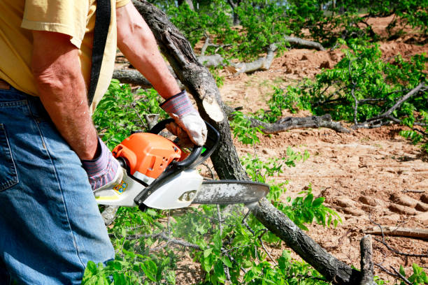 Best Fruit Tree Pruning  in Macopin, NJ